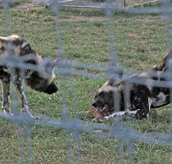 How to Negotiate a Higher Salary with Potential Employers