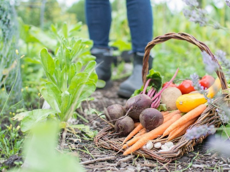 £15 million food surplus fund now open for applications
