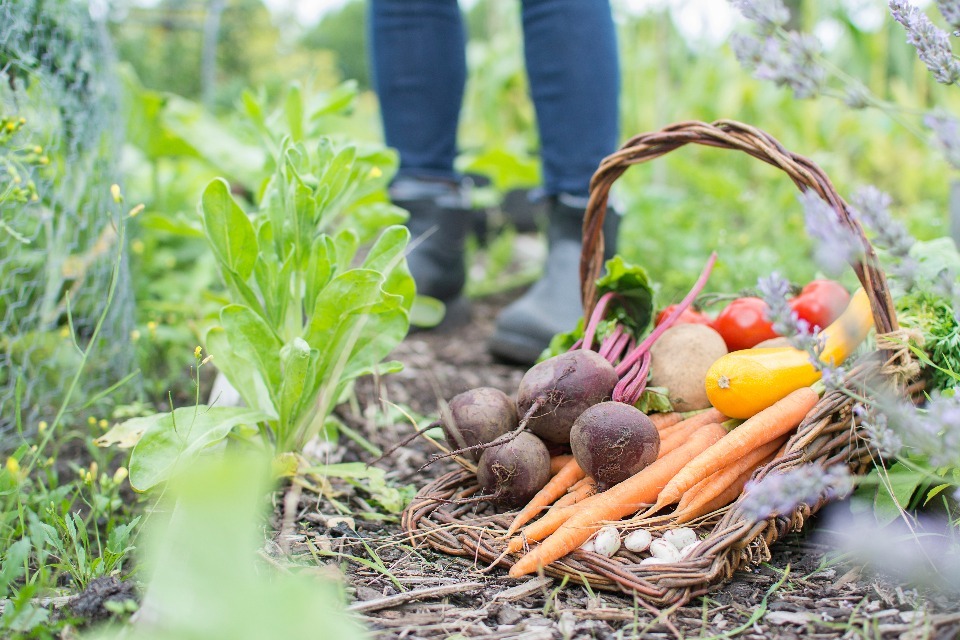 £15 million food surplus fund now open for applications